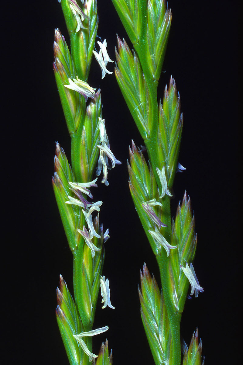 Poaceae Lolium perenne