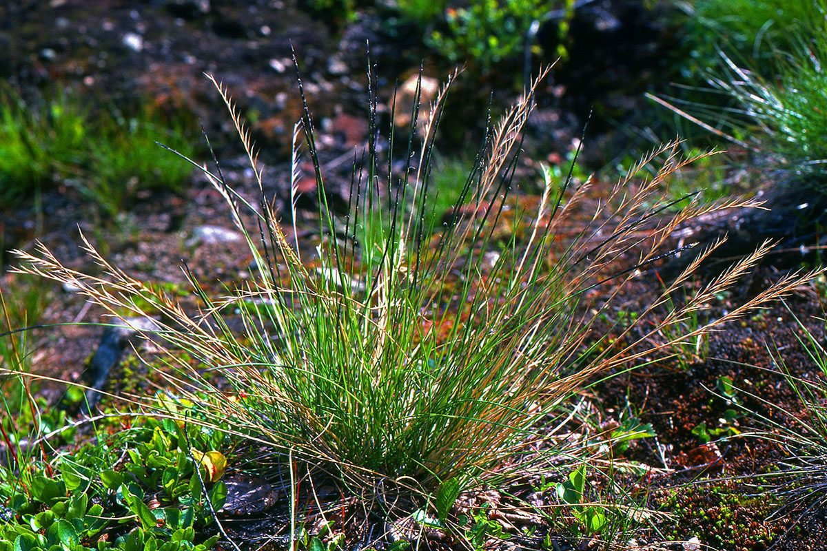 Poaceae Nardus stricta