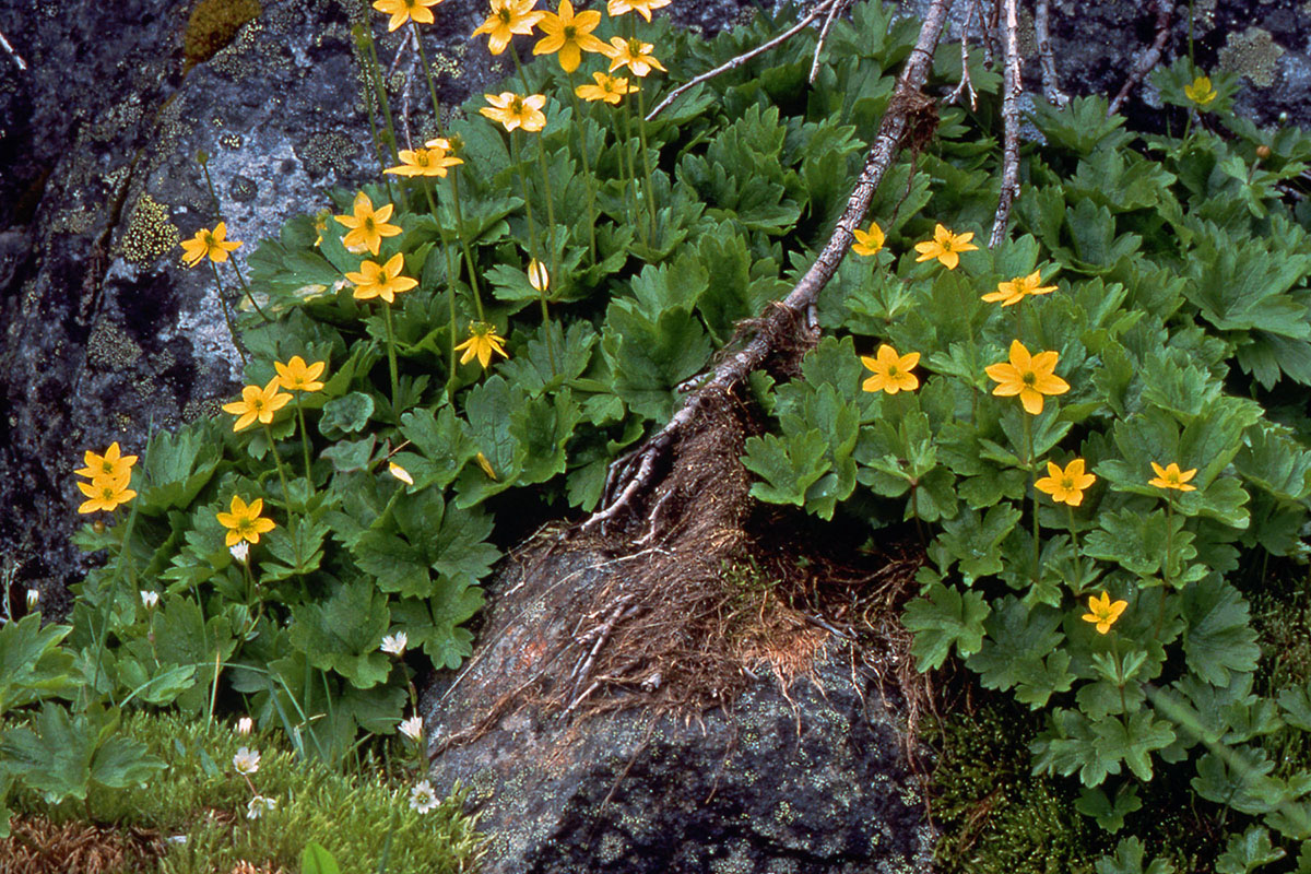 Ranunculaceae Anemone richardsonii