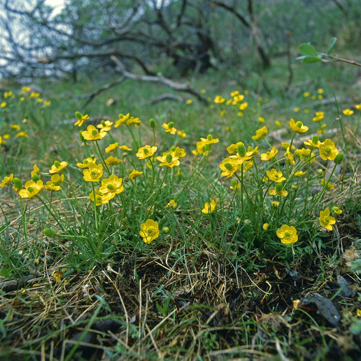 Ranunculaceae Ranunculus pedatifidus