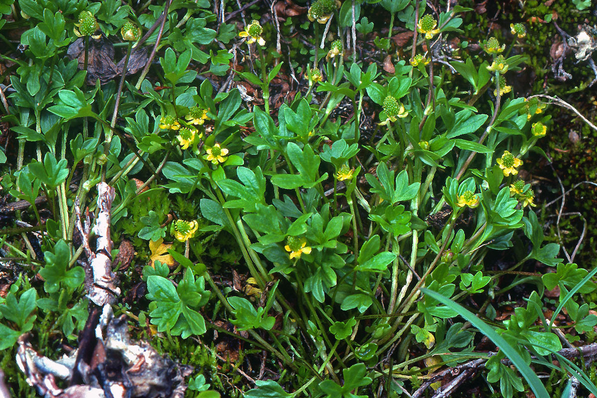 Ranunculaceae Ranunculus pygmaeus