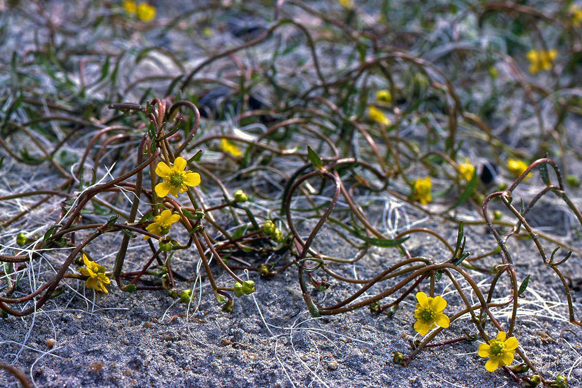 Ranunculaceae Ranunculus reptans