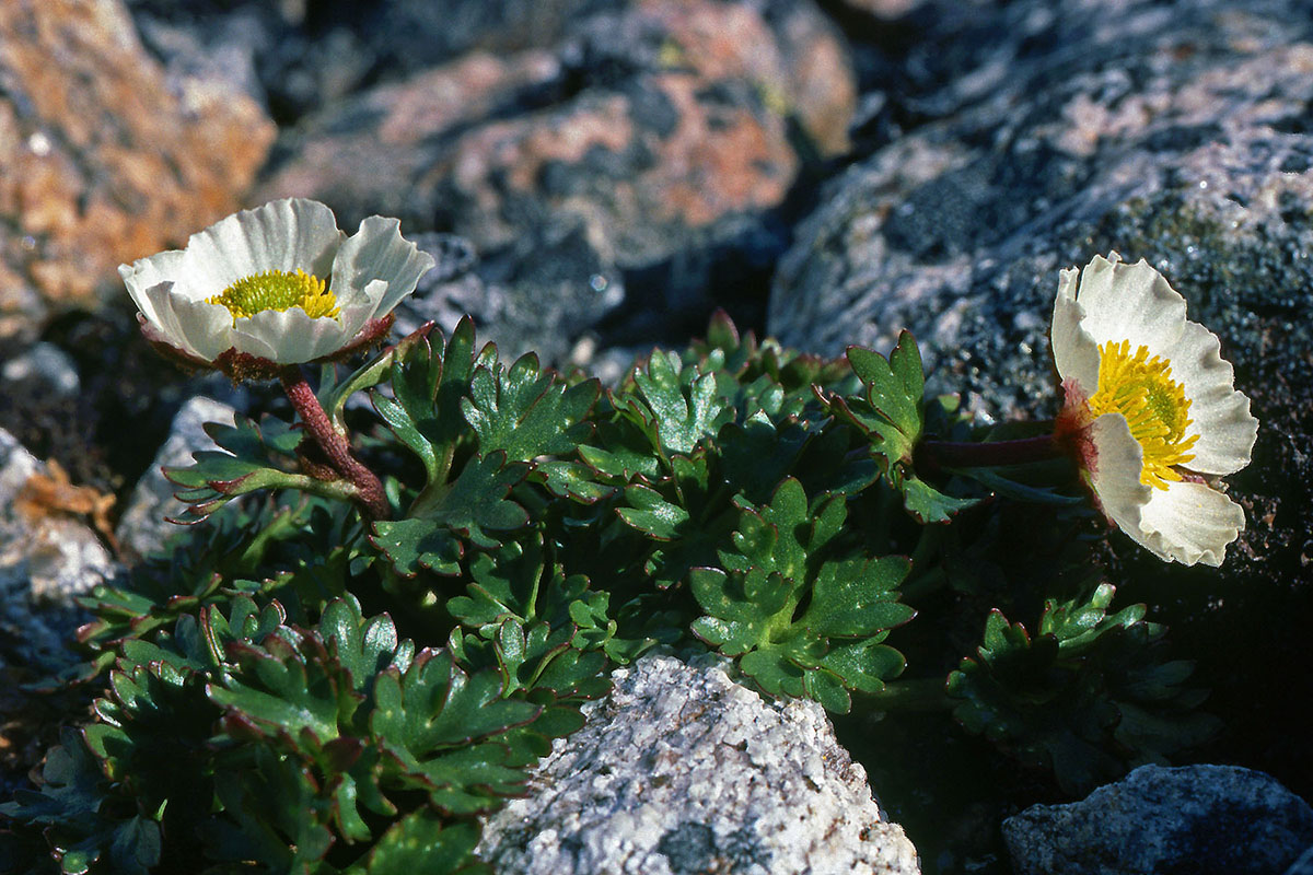 Ranunculaceae Beckwithia glacialis