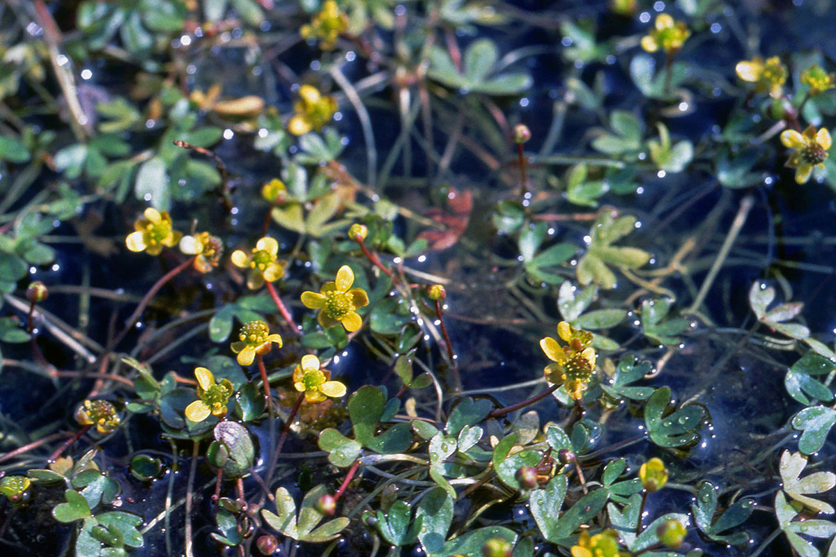 Ranunculaceae Ranunculus hyperboreus