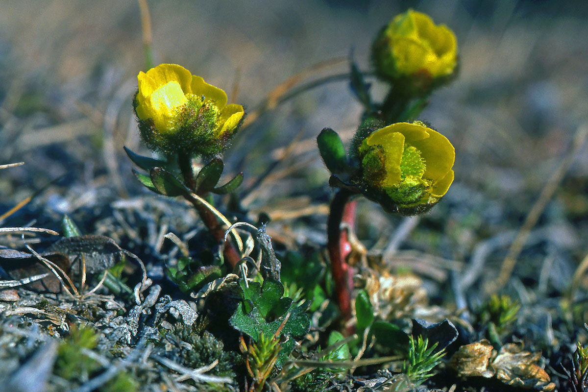 Ranunculaceae Ranunculus nivalis