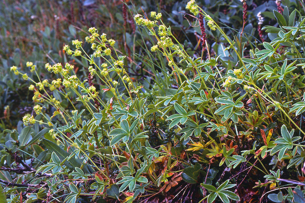 Rosaceae Alchemilla alpina