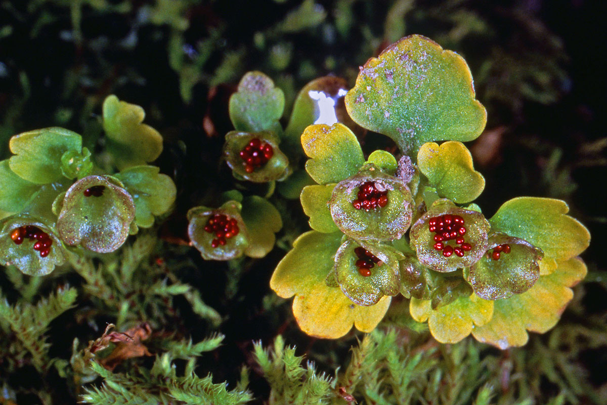 Saxifragaceae Chrysosplenium tetrandrum