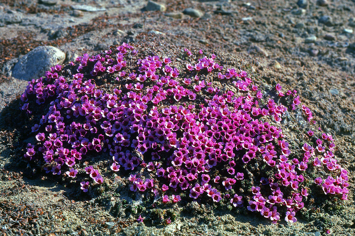 Saxifragaceae Saxifraga oppositifolia