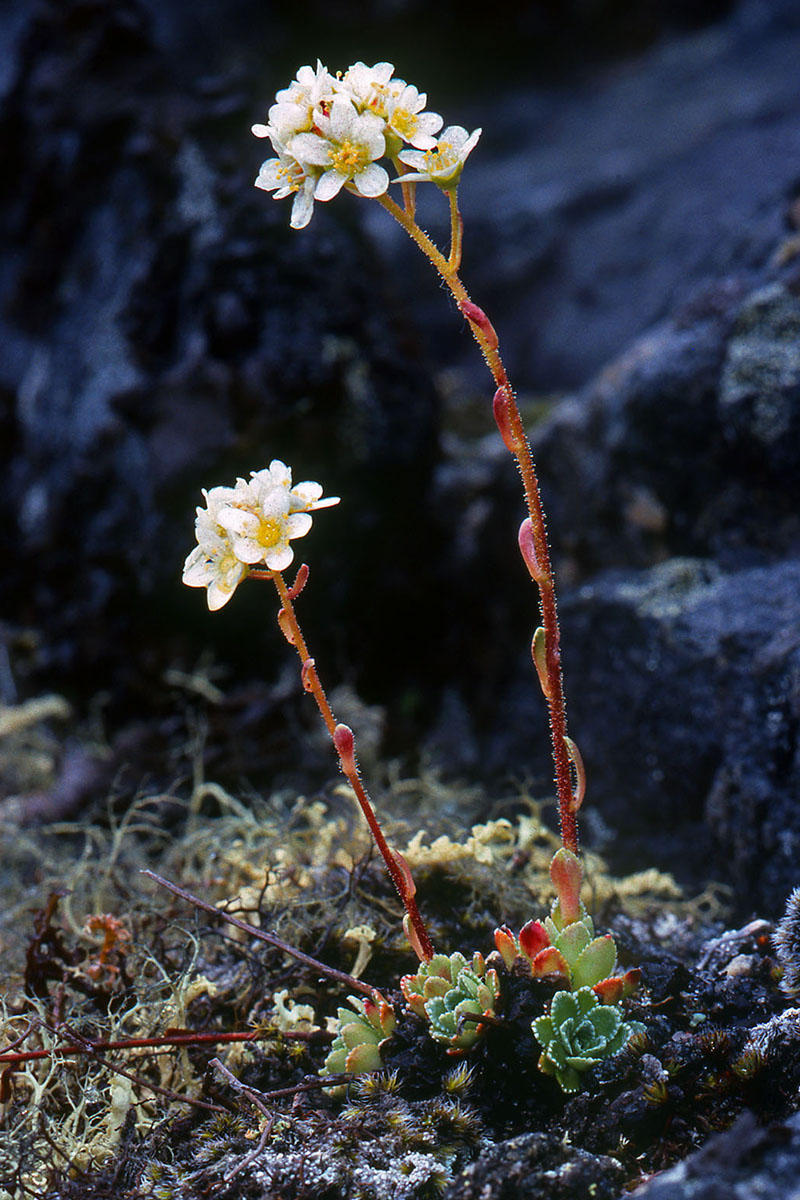 Saxifragaceae Saxifraga paniculata