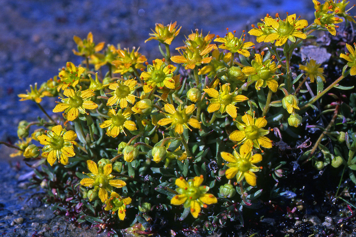 Saxifragaceae Saxifraga aizoides