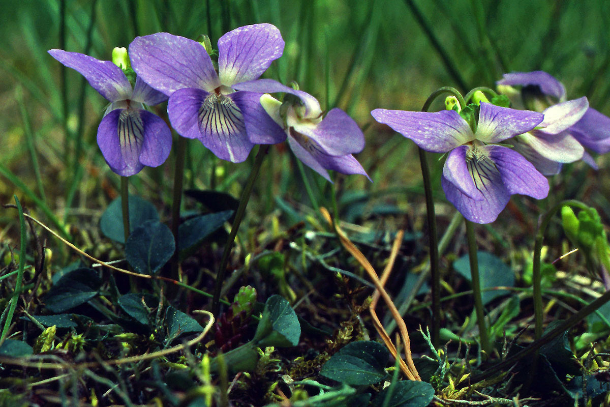 Violaceae Viola canina