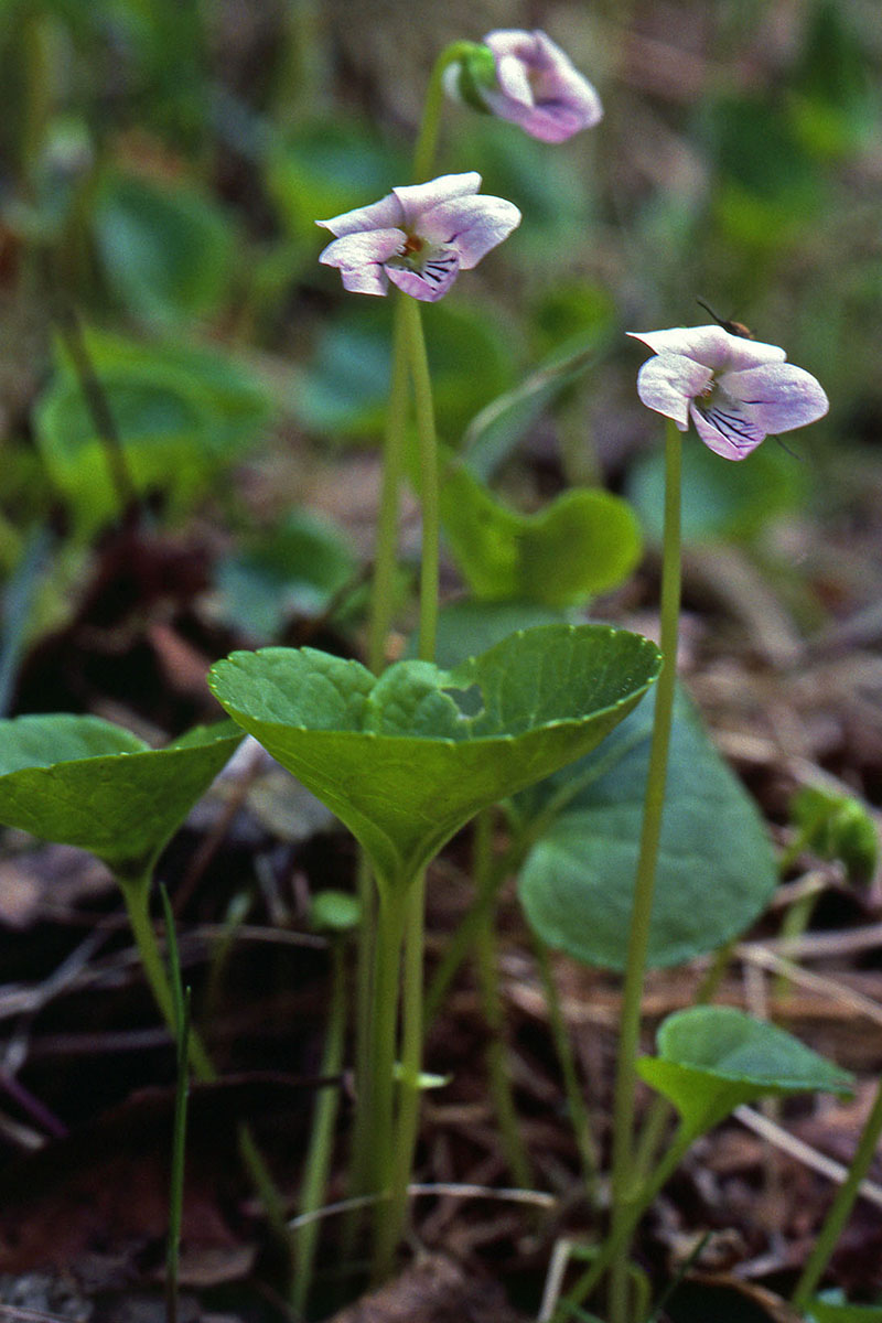 Violaceae Viola palustris