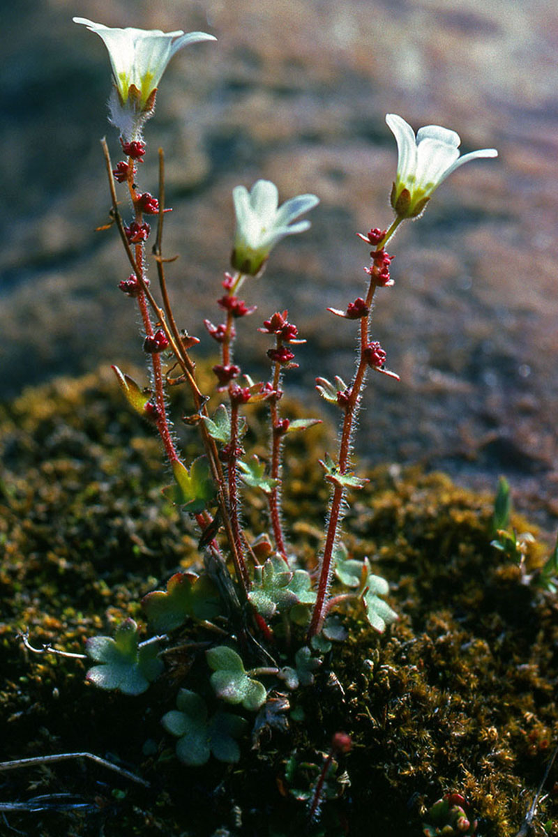 Saxifragaceae Saxifraga cernua