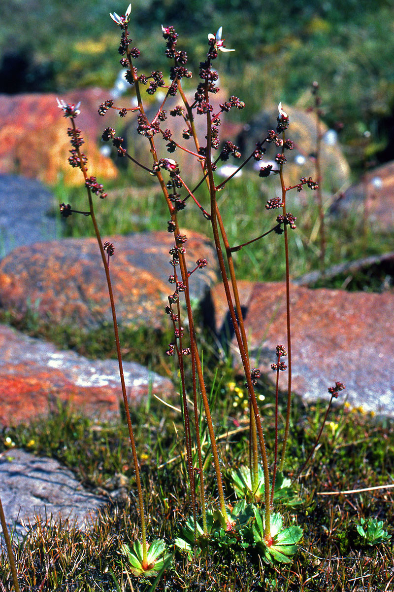 Saxifragaceae Saxifraga foliolosa