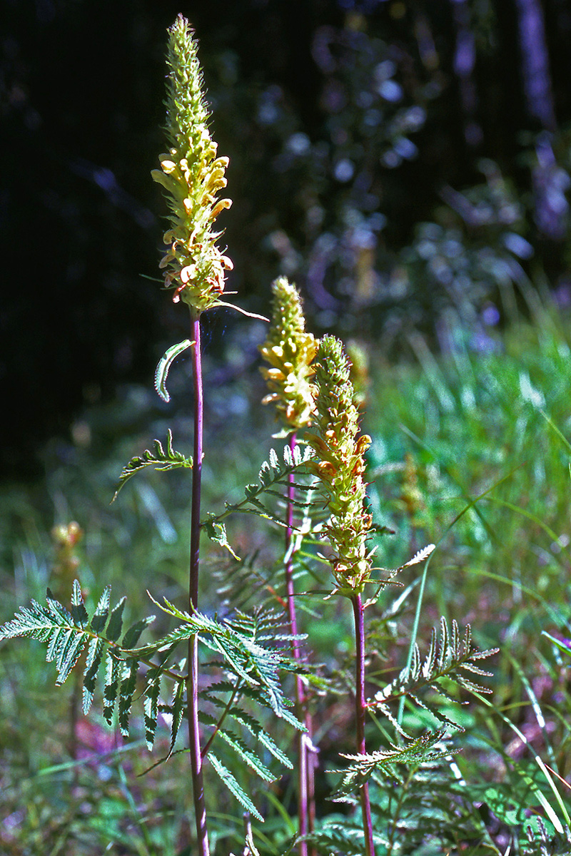 Orobanchaceae Pedicularis bracteosa