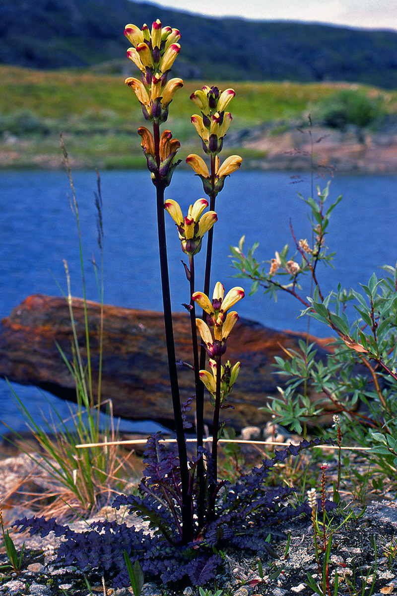 Orobanchaceae Pedicularis sceptrum-carolinum
