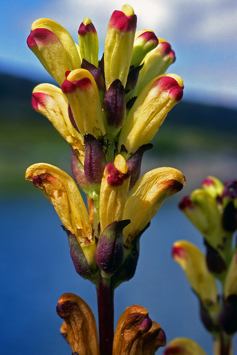Orobanchaceae Pedicularis sceptrum-carolinum