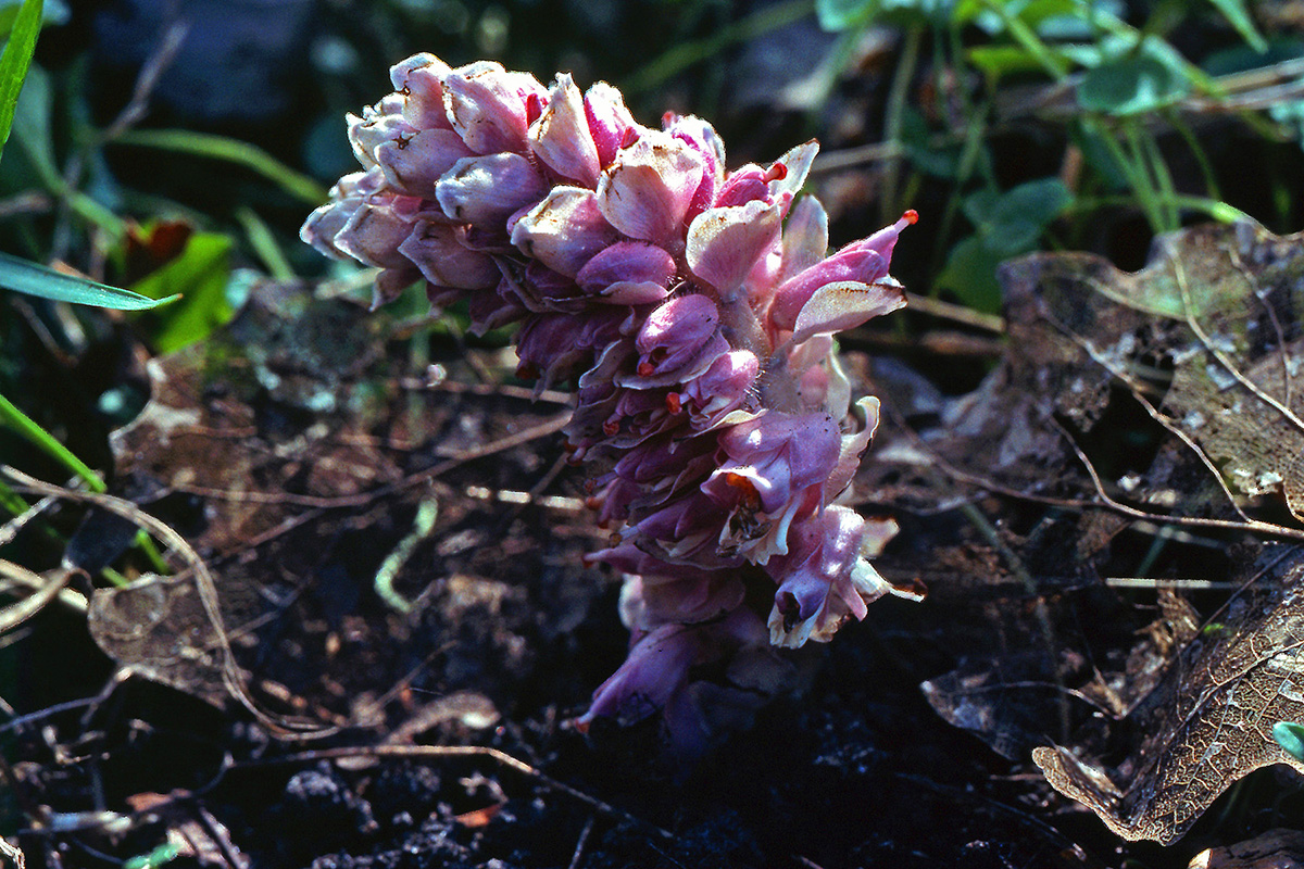 Orobanchaceae Lathraea squamaria