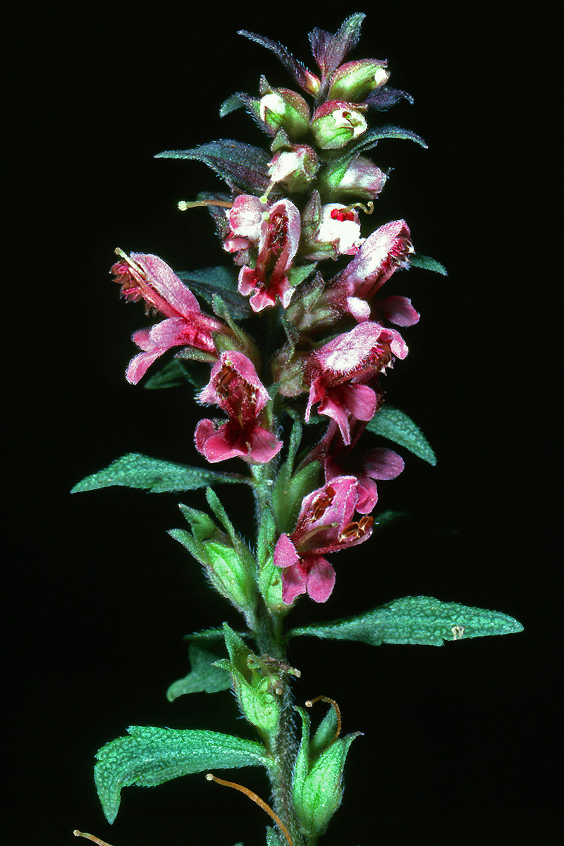 Orobanchaceae Odontites verna