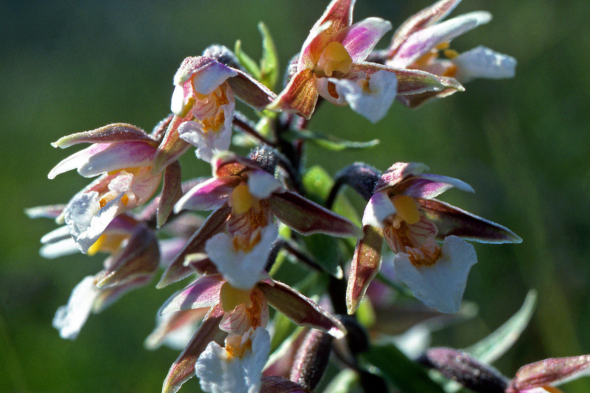 Orchidaceae Epipactis palustris