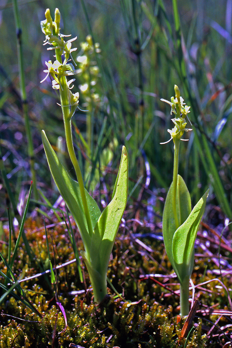 Orchidaceae Liparis loeselii
