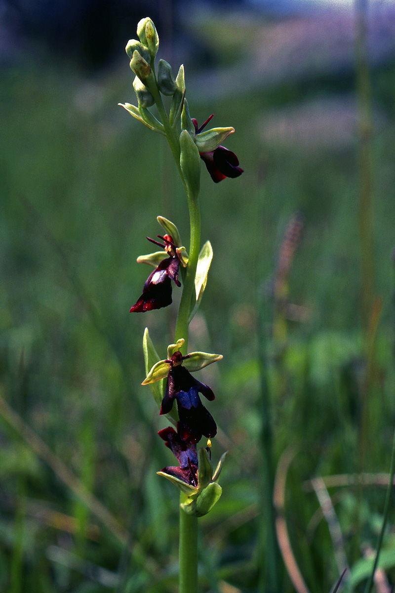 Orchidaceae Ophrys insectifera