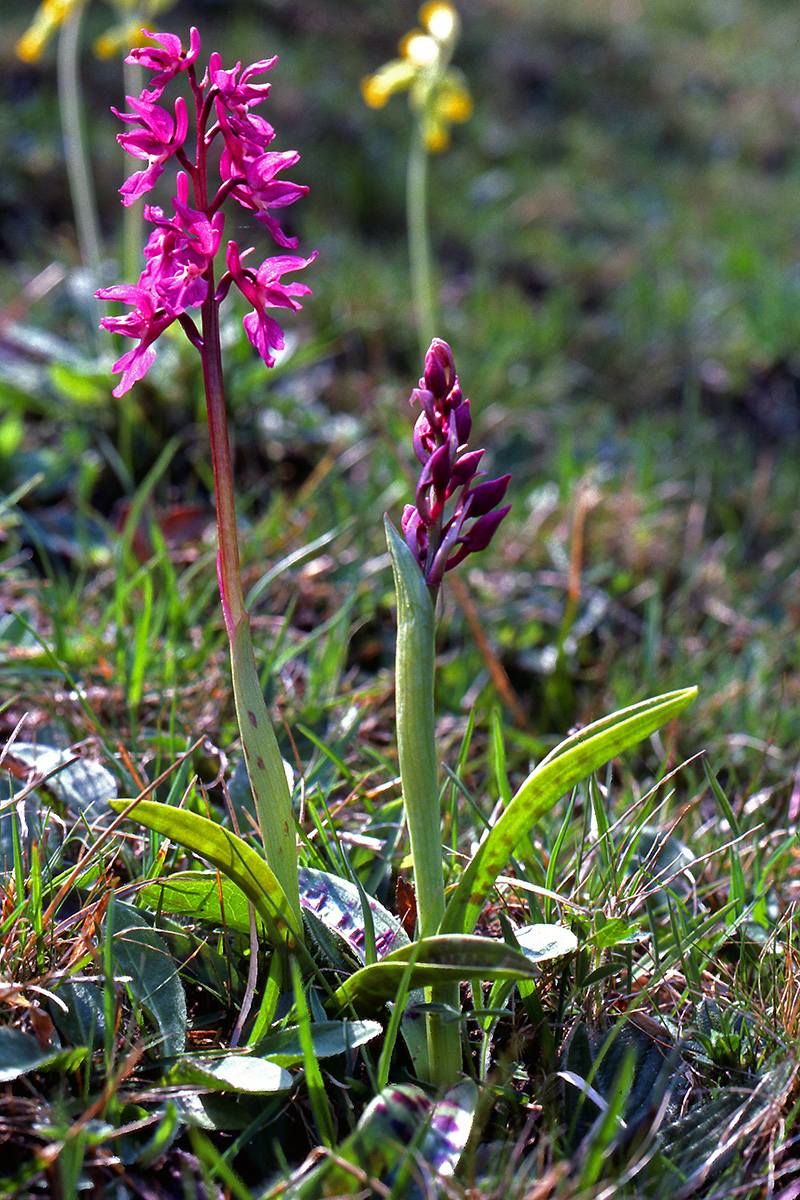 Orchidaceae Orchis mascula