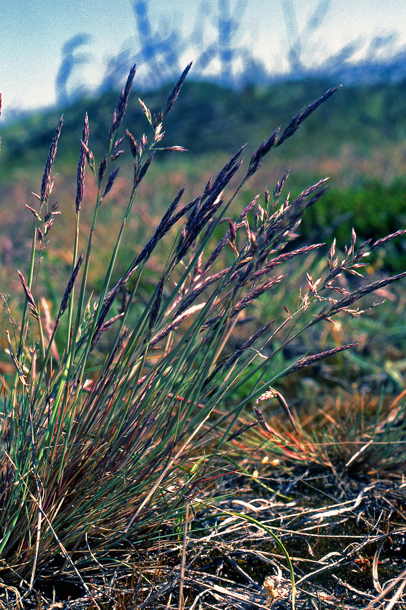 Poaceae Corynephorus canescens
