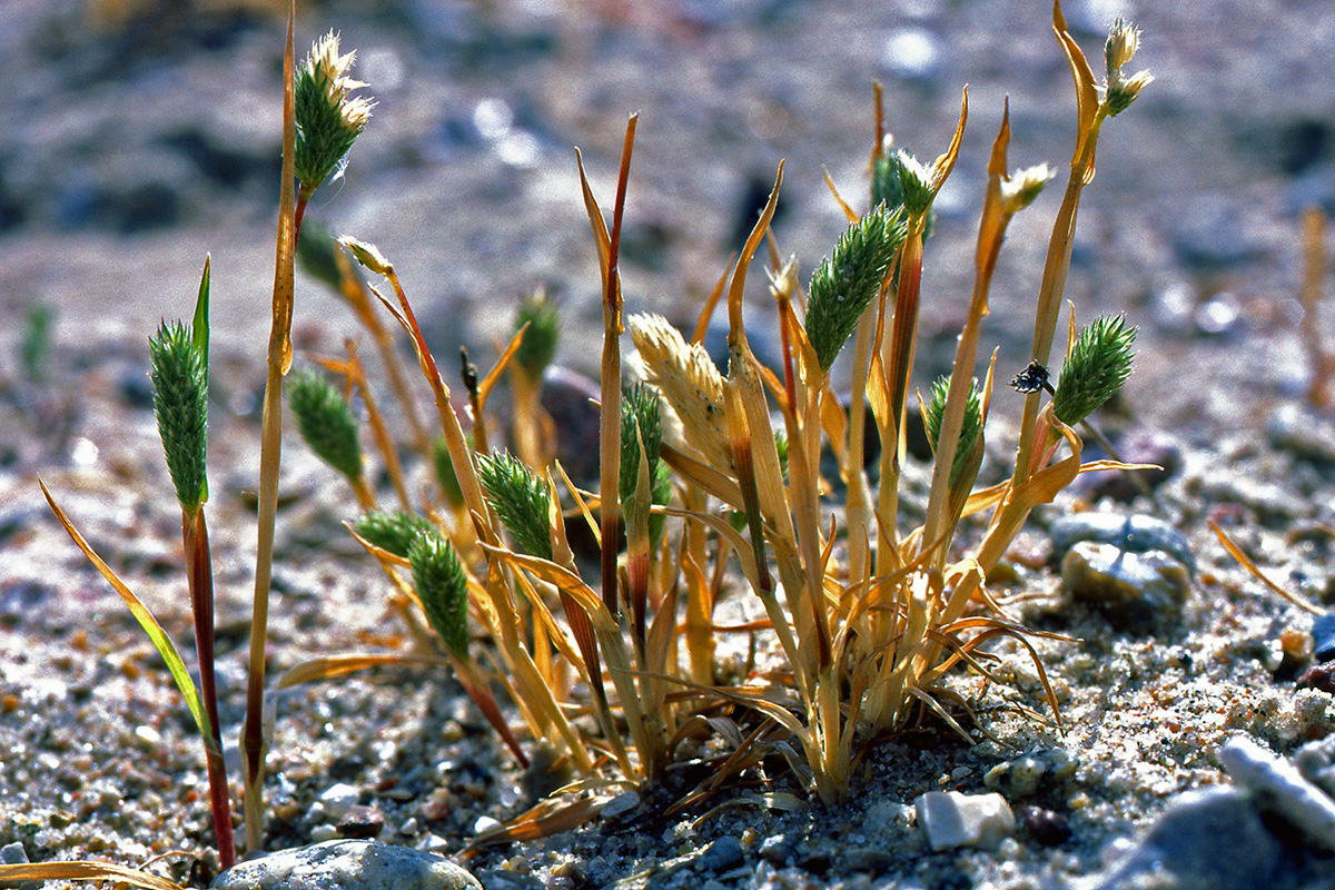 Poaceae Phleum arenarium