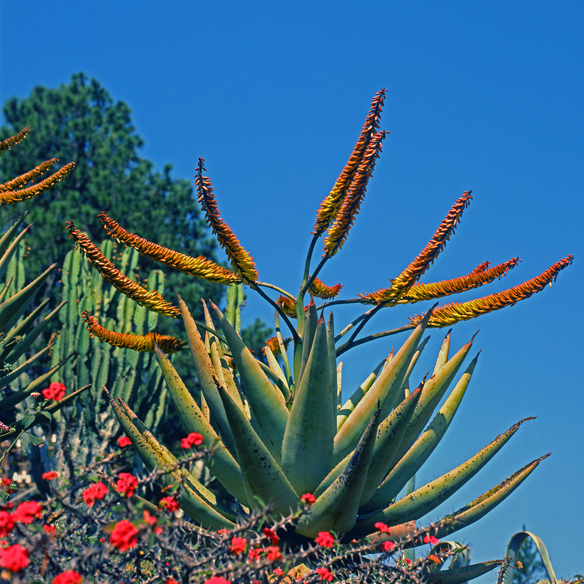 Asphodelaceae Aloe marlothii