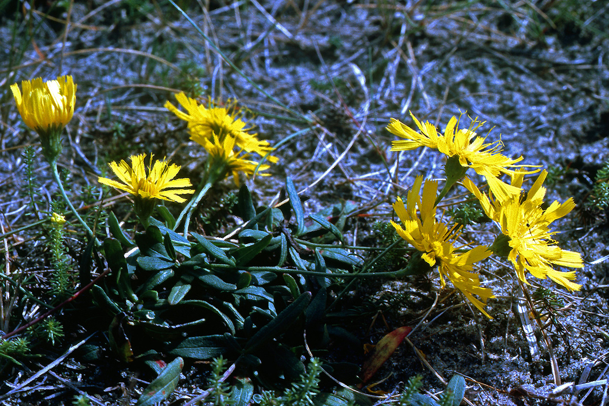 Asteraceae Hieracium umbellatum