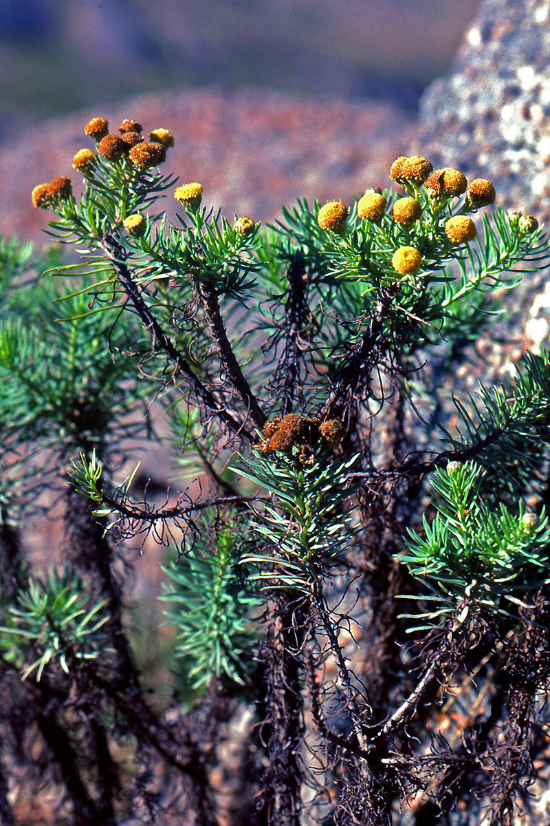 Asteraceae Phymaspermum athanasioides