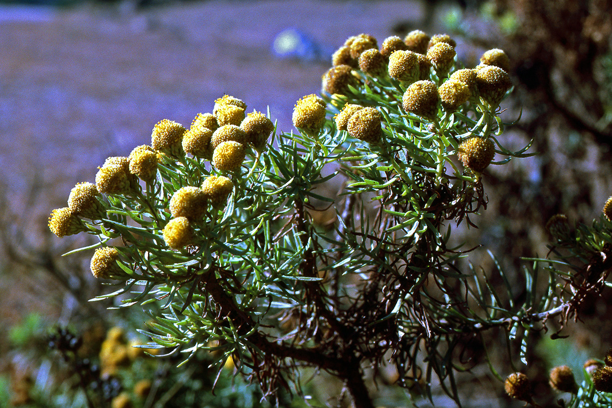 Asteraceae Phymaspermum athanasioides