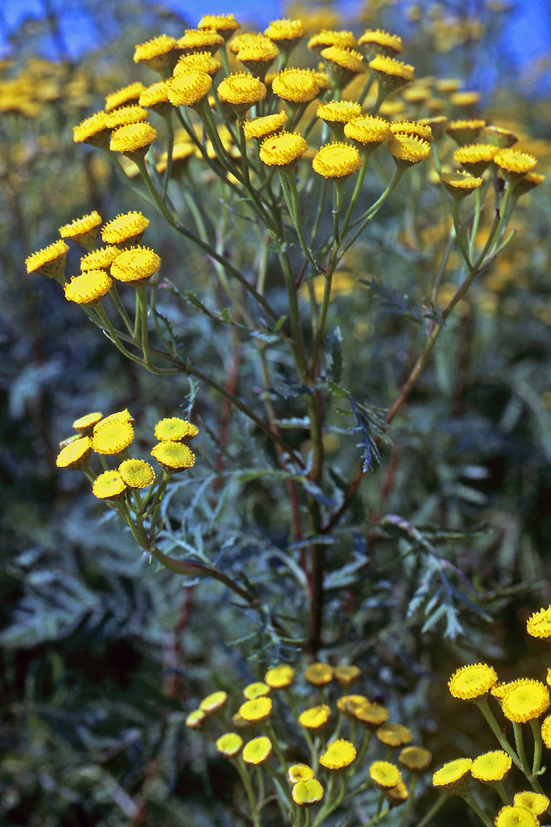 Asteraceae Tanacetum vulgare