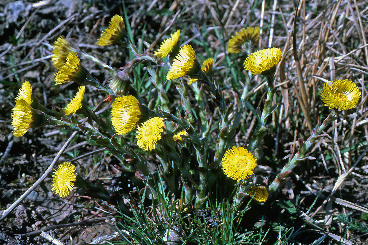 Asteraceae Tussilago farfara
