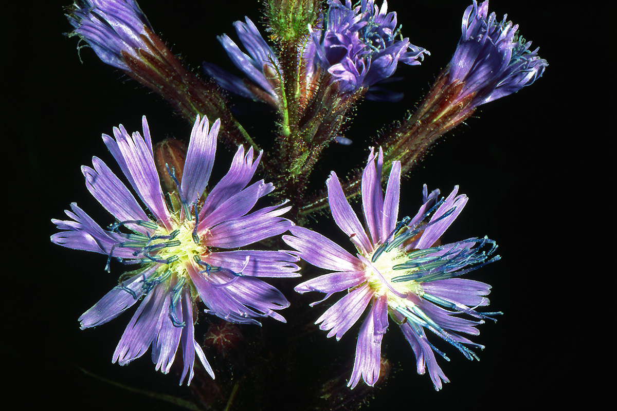 Asteraceae Lactuca alpina