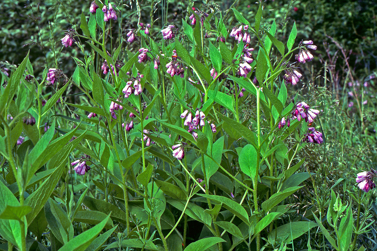 Boraginaceae Symphytum uplandicum