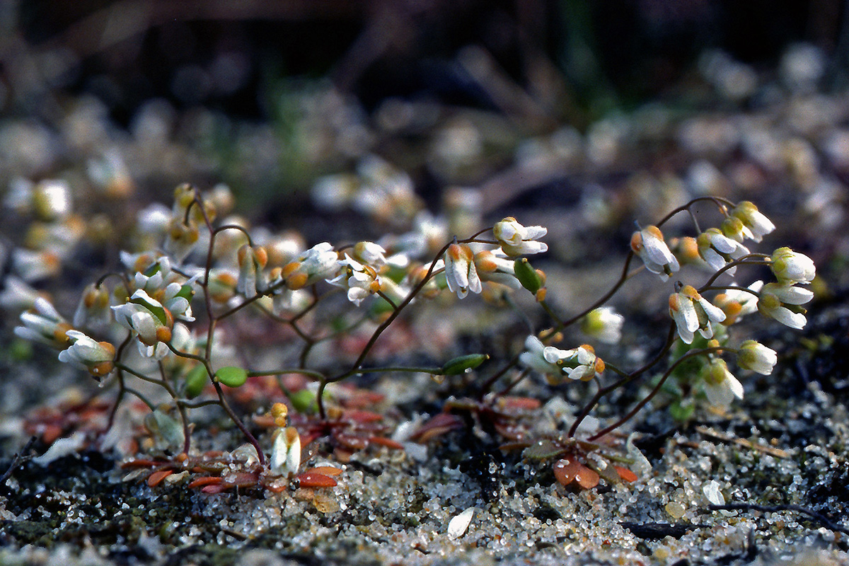 Brassicaceae Erophila verna