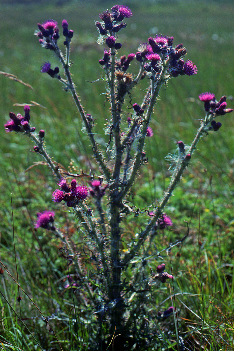 Asteraceae Cirsium palustre