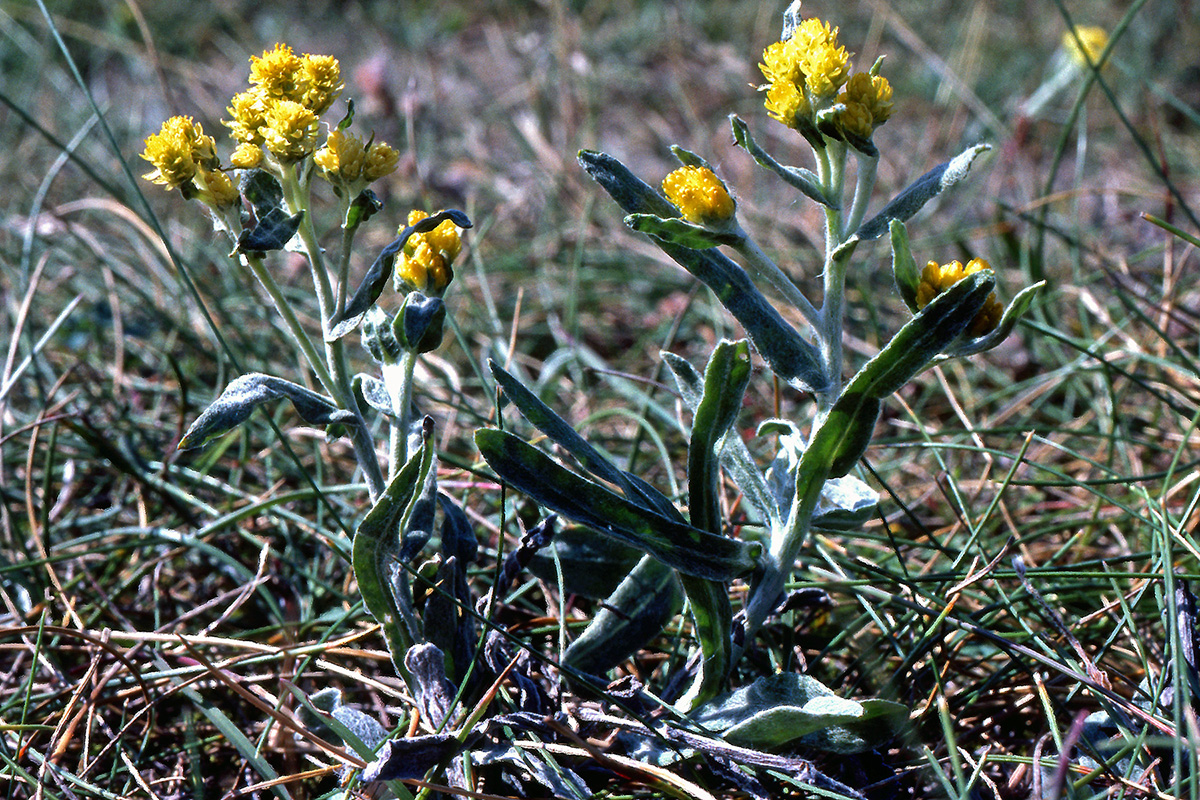 Asteraceae Helichrysum arenarium