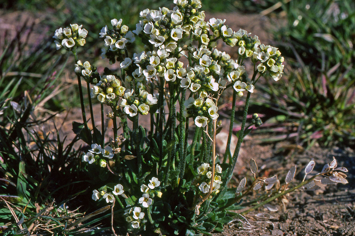 Brassicaceae Draba glabella