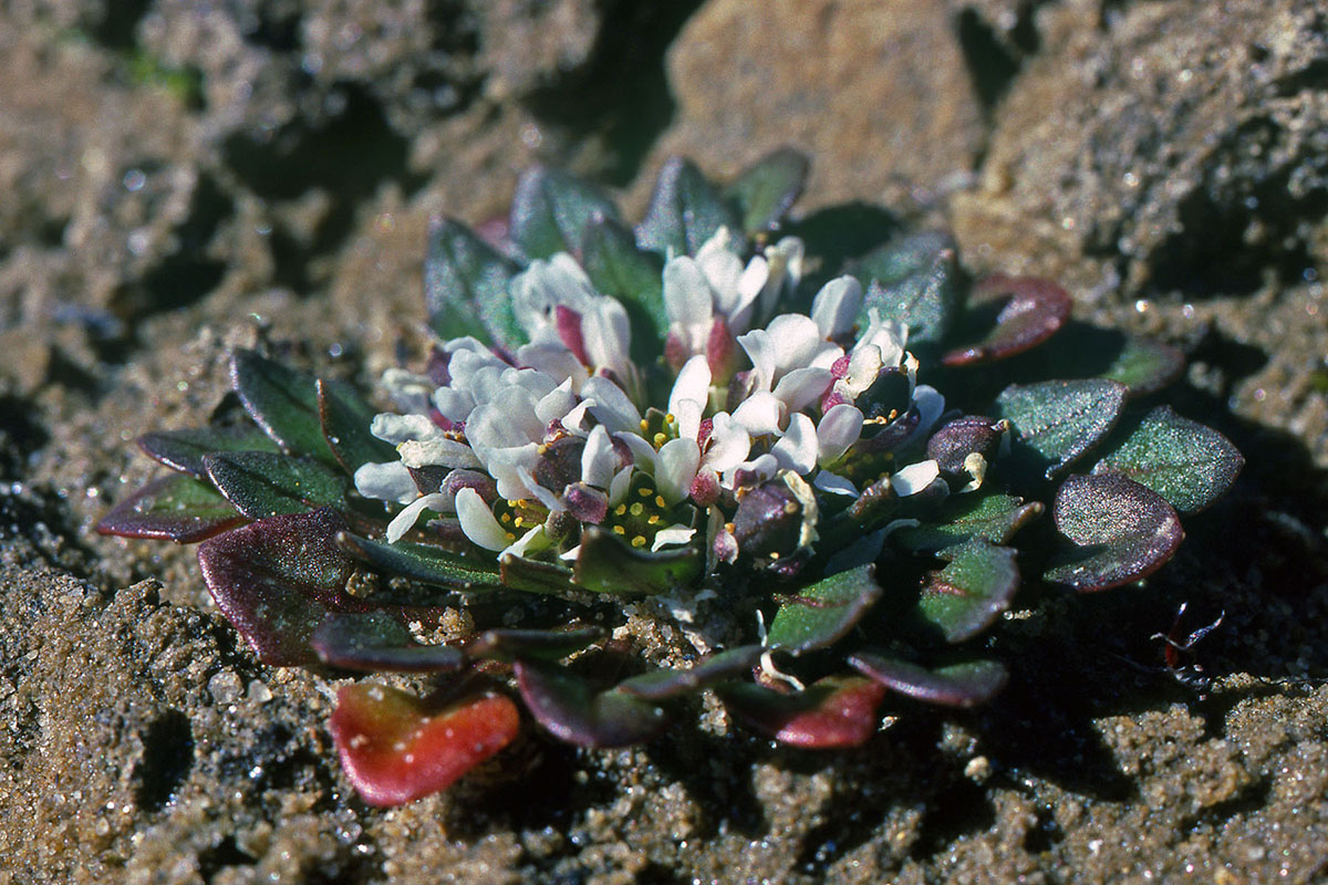 Brassicaceae Cochlearia groenlandica