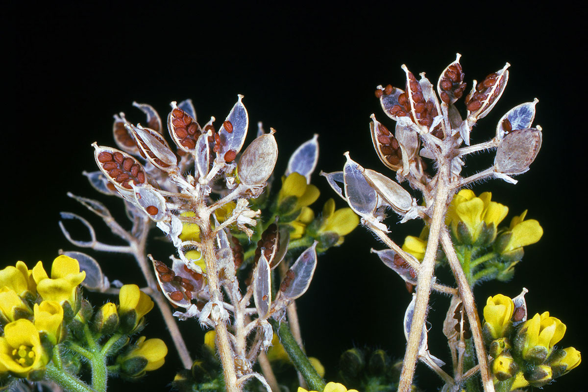 Brassicaceae Draba alpina