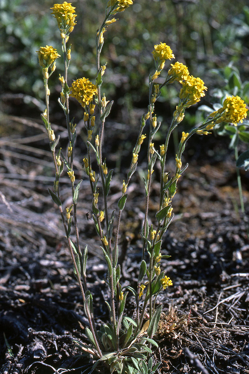 Brassicaceae Draba aurea