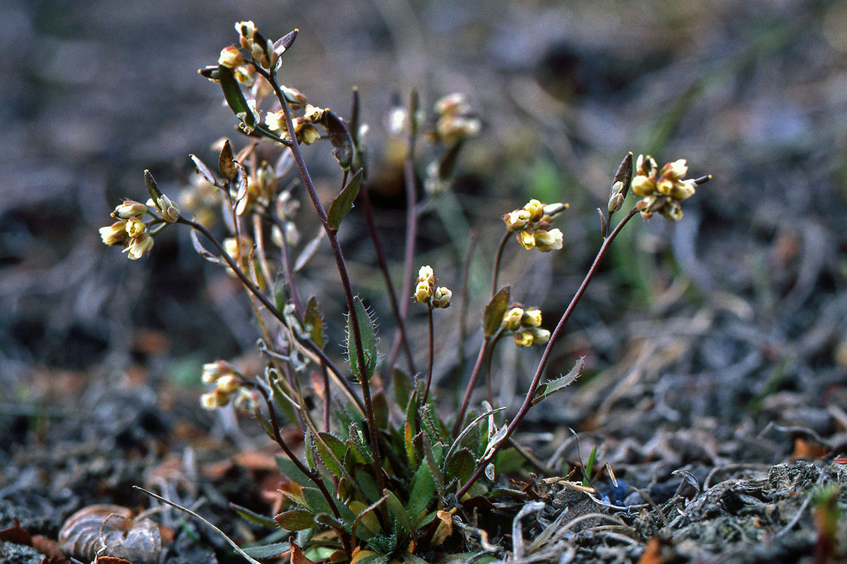 Brassicaceae Draba crassifolia