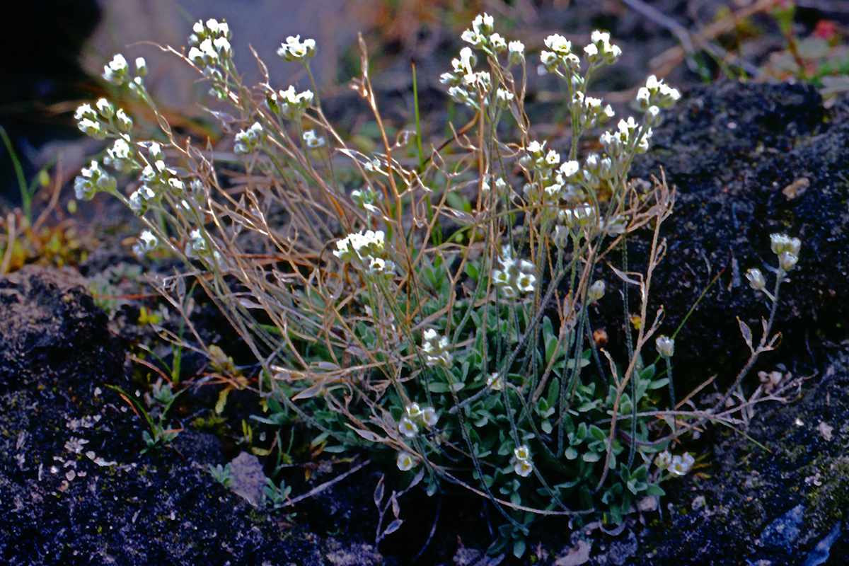 Brassicaceae Draba nivalis