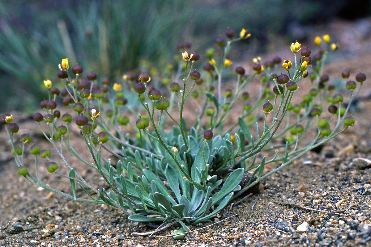 Brassicaceae Lesquerella arctica