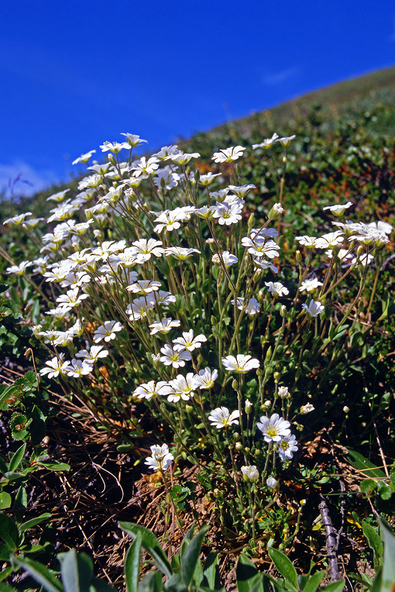 Caryophyllaceae Cerastium arcticum