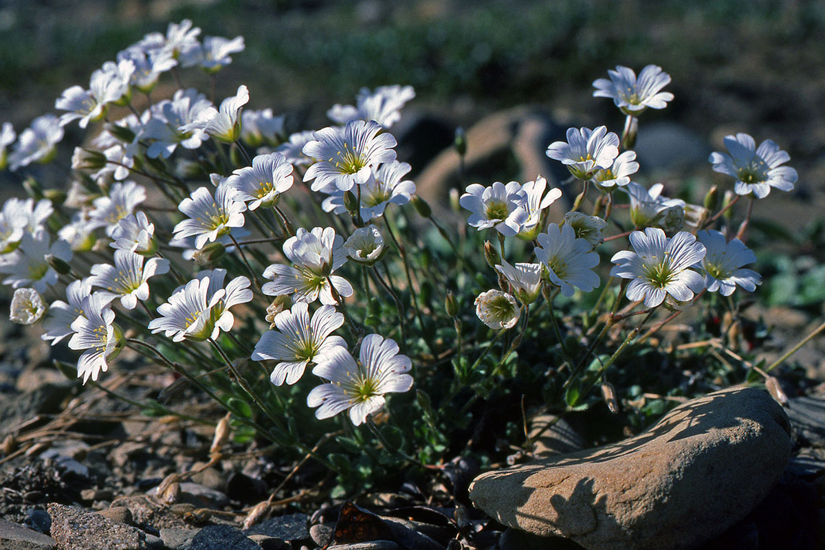 Caryophyllaceae Cerastium arcticum