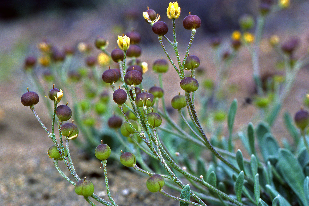 Brassicaceae Lesquerella arctica